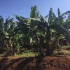 Rwanda 2017